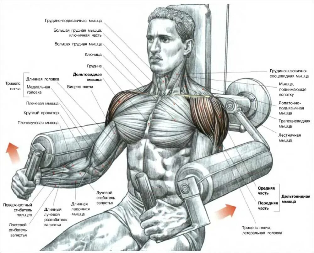 Передняя дельта с гантелями. Упражнения для дельтовидных мышц в тренажерном зале для мужчин. Средний пучок дельтовидной мышцы упражнения. Тренажер для дельтовидных мышц. Упражнения для плеч на тренажерах.