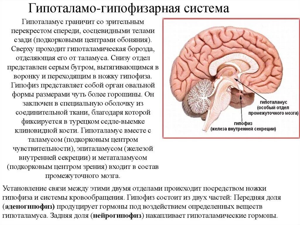 Гипофиз система. Гипоталамо-гипофизарная система функции. промежуточный мозг. гипоталамо-гипофизарная система. гипоталомогипоыизарная система функции. гипоталамо-гипофизарная система схема.