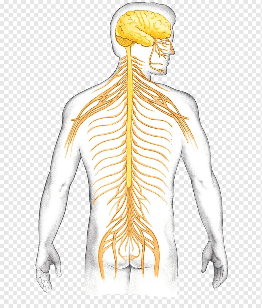 Brain nerve. Спинной нерв система. Нерв спинного мозга. Нервный.