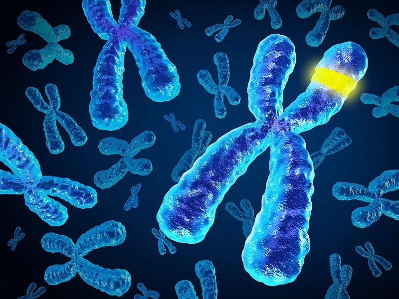 Появление дополнительной хромосомы. 3 Хромосома. Хромосомные нарушения. Х И У хромосомы. Гены и хромосомы.
