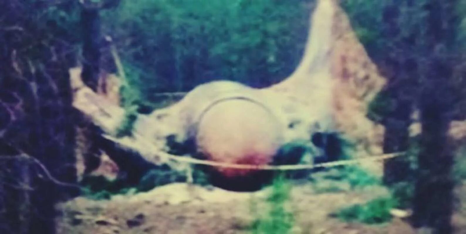 Grand national horse race великобритании. Необъяснимые скачки. Необъяснимые скачки. Конь споткнулся. Существа в реальной жизни.