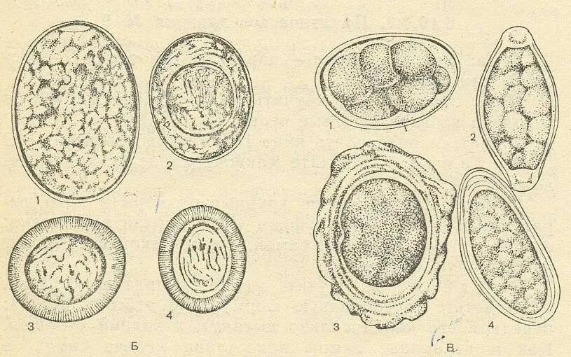 Строение яйца широкого лентеца. Широкий лентец строение яйца. Яйца широкого лентеца препарат. Яйца лентеца широкого микроскоп. Яйцо с онкосферой