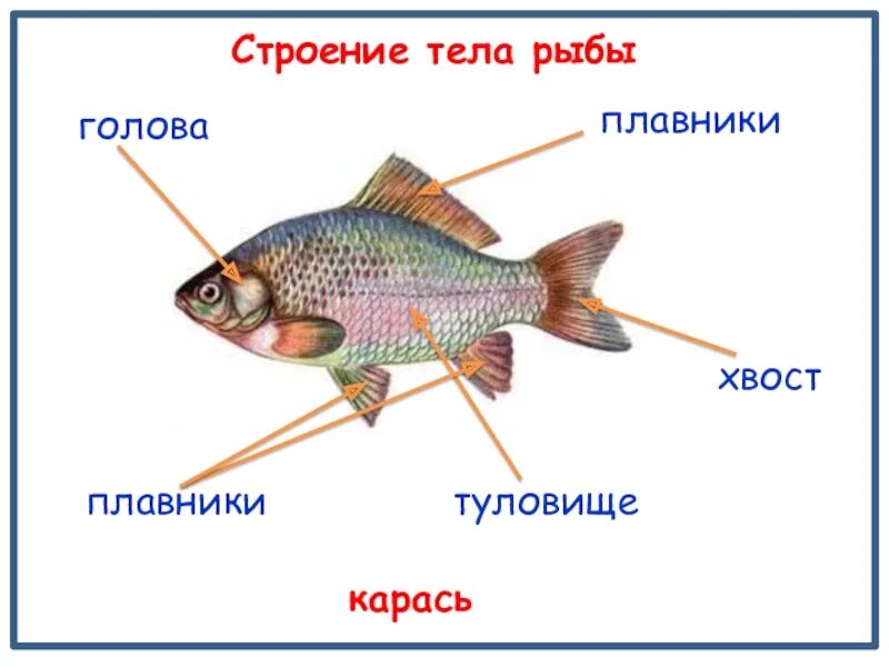 Главные признаки рыб схематический рисунок. Строение аквариумной рыбки. Части тела рыбы. Строение рыбы. Строение рыбы для дошкольников.