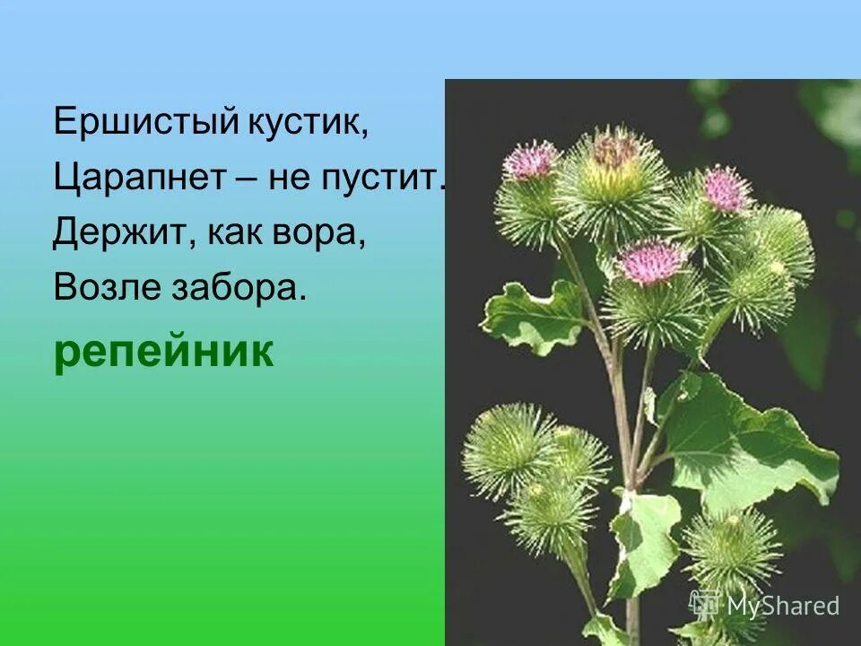 Дикорастущие растения репейник. Лопух репей лекарственное растение. Лопух описание растения. Репейник растение описание. Репей лекарственное растение.