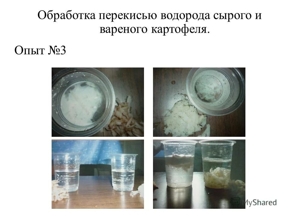 Пероксид водорода на свету. Опыт с картофелем и перекисью водорода. Опыт с картошкой и перекись водорода. Опыт с пероксидом водорода и картофелем. Опыт сырой картофель и перекись водорода.