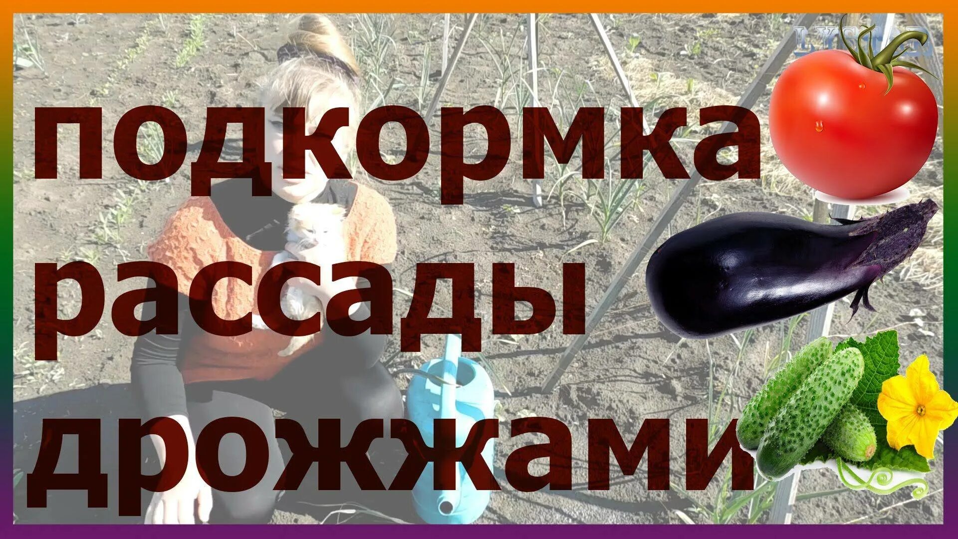 Подкормка рассады томатов дрожжами. Дрожжи для рассады помидор и перца. дрожжевая подкормка рассады томатов и перца. подкормка дрожжами рассады помидоров и перца. удобрение рассады дрожжами.