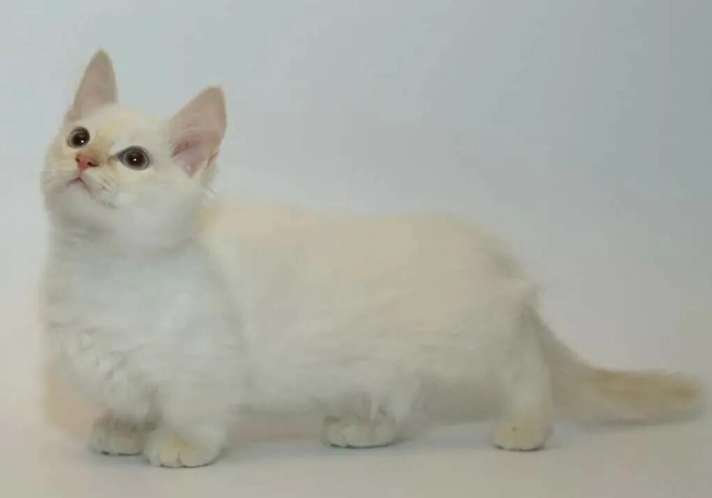 Манчкин (порода кошек). Манчкин кот вислоухий белый. Кот коротколапый порода манчкин. Манчкин кот белый. Манчкин менуэт наполеон.