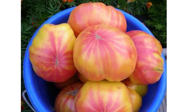 Томат грейпфрут аэлита. Томат златава. Томат грейпфрут аэлита. Томат сорта грейпфрут. Томат сорта грейпфрут.