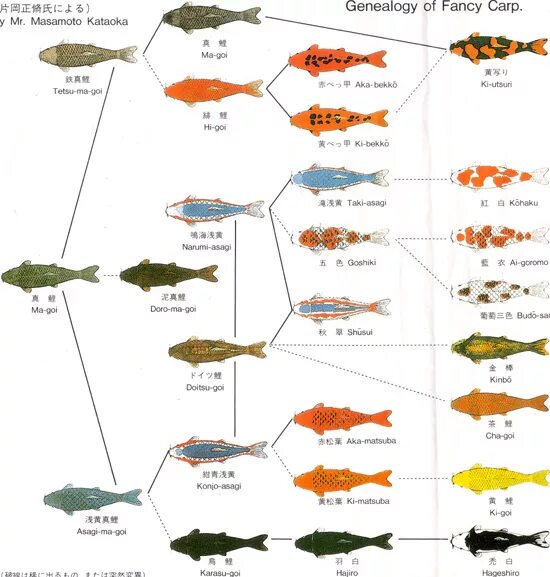 таблица роста карпа. лещ карп сазан. куда относить духовного карпа. какой ветер хороший для рыбалки. разрешенный размер щуки.