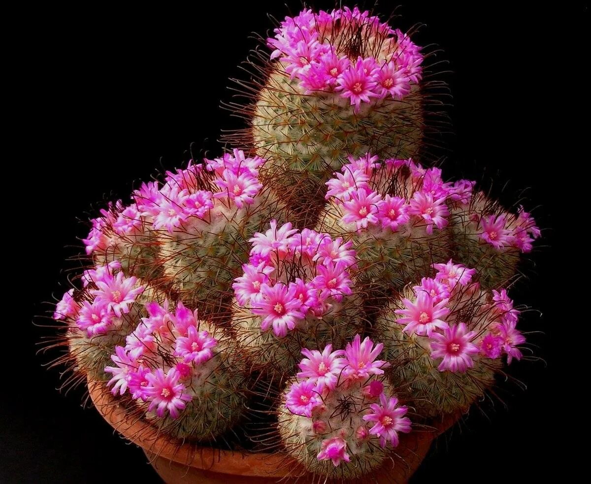 Кактусы маммилярии. Маммиллярия кактус уход. Маммиллярия вильда. Маммиллярия кактус уход. Кактус маммиллярия.