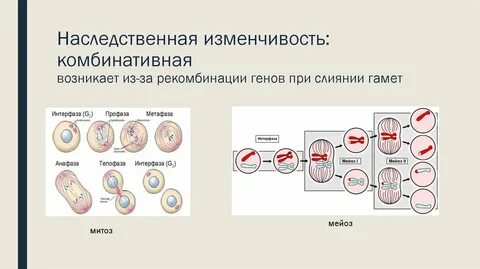 Сочетание генов при оплодотворении