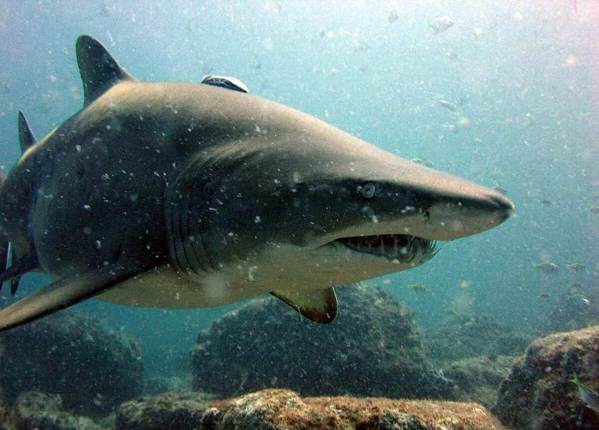 Острозубая Песчаная акула. Carcharias Taurus. Обыкновенная Песчаная акула carcharias Taurus. Большеглазая Песчаная акула. Акула в пресной воде