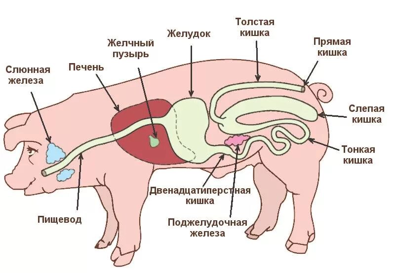 Схема пищеварительной системы свиньи. Строение пищеварительной системы свиньи. Желудочно кишечный тракт свиньи. Пищеварительная система свиньи анатомия. Поджелудочная железа свиньи