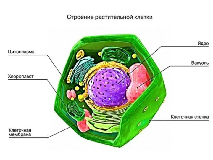 Растительная клетка утверждения. Строение ядра растительной клетки. Строение ядра клетки растения. Строение ядрышка клетки. Строение ядра клетки.