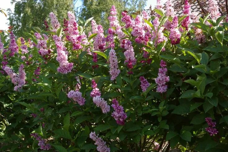 Сирень вольфа. Сирень вольфа куст. syringa wolfii. сирень вольфа белая.