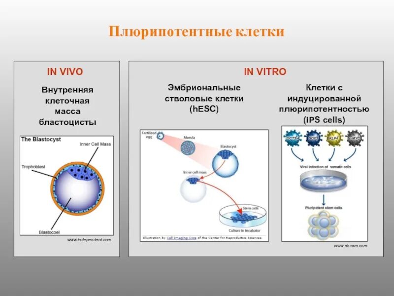 Эмбриональные стволовые клетки. Плюрипотентные стволовые клетки. Мультипотентная стволовая клетка. Плюрипотентных зародышевых клеток. Плюрипотентные стволовые клетки примеры.