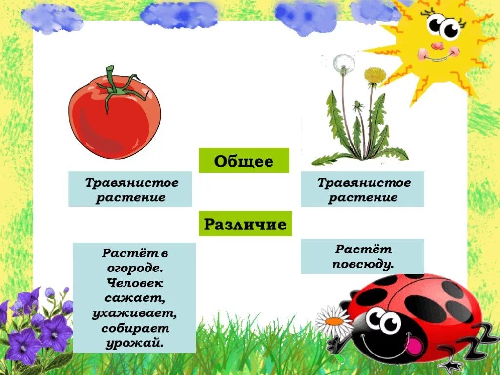 Дикорастущие и культурные примеры. Дикорастущие и культурные растения. Цветы дикорастущие и культурные. Травянистые культурныеастения. Дикорастущие и культурные растения окружающий мир.