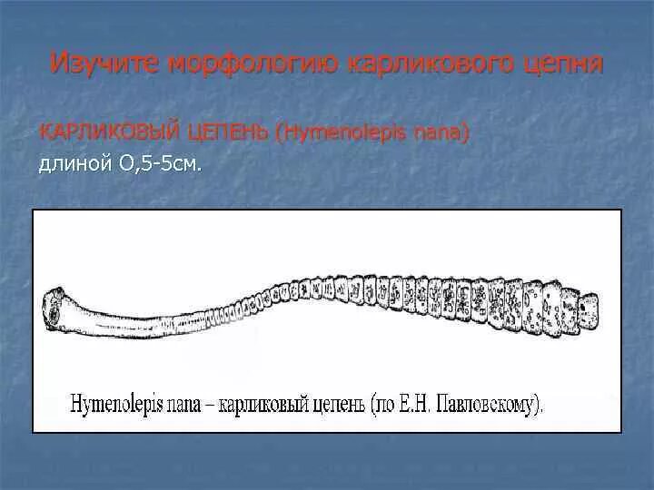 Карликовый цепень (Hymenolepis Nana). Hymenolepis Nana – карликовый цепень-гименолепидоз. Карликовый цепень систематика морфология.