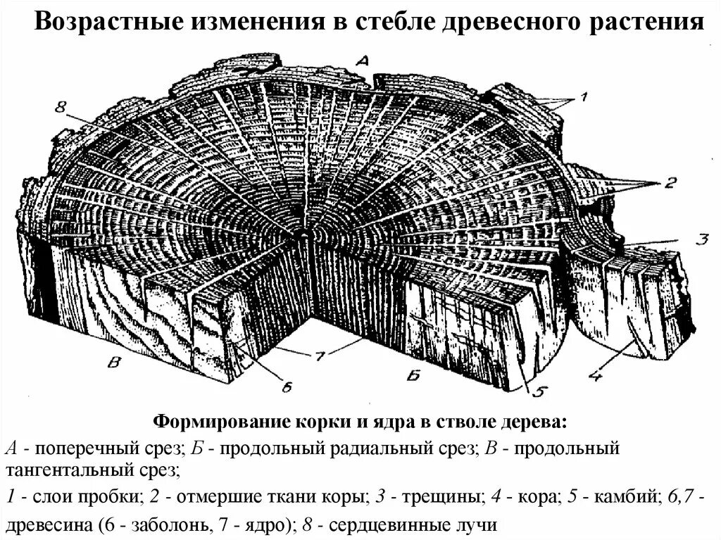 Поперечный и продольный срез. Распил ствола дерева поперечный срез. Поперечный и продольный распил древесины. Продольной радикальный срез. Формирование корки и ядра в стволе дерева.