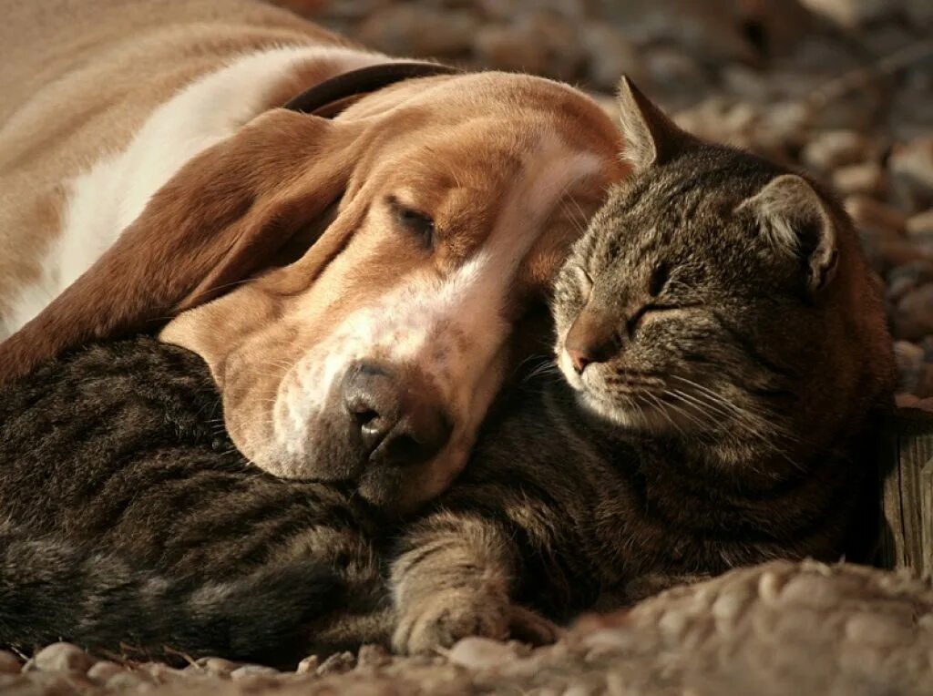 Животные обнимают. Бассет хаунд. Кот и собака. Собака и кошка вместе. Животные обнимаются.