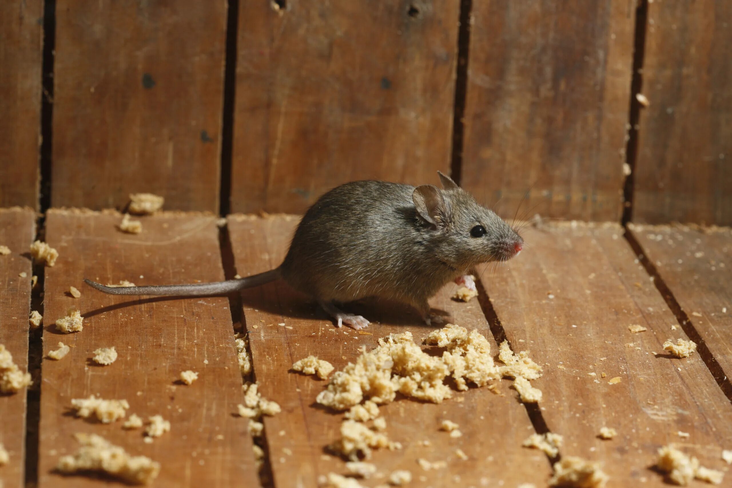 Che fare. Домовая мышь. Дом мышки. Мышк. Мышь Подвальная.