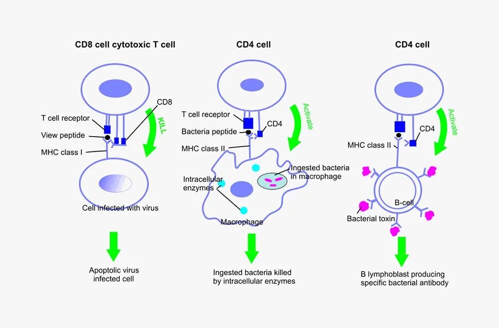 Cd8 т лимфоциты. Cd8 т-цитотоксические т - клетки. CD 8 иммунология. Цитотоксические т лимфоциты cd8. Цитотоксические т клетки