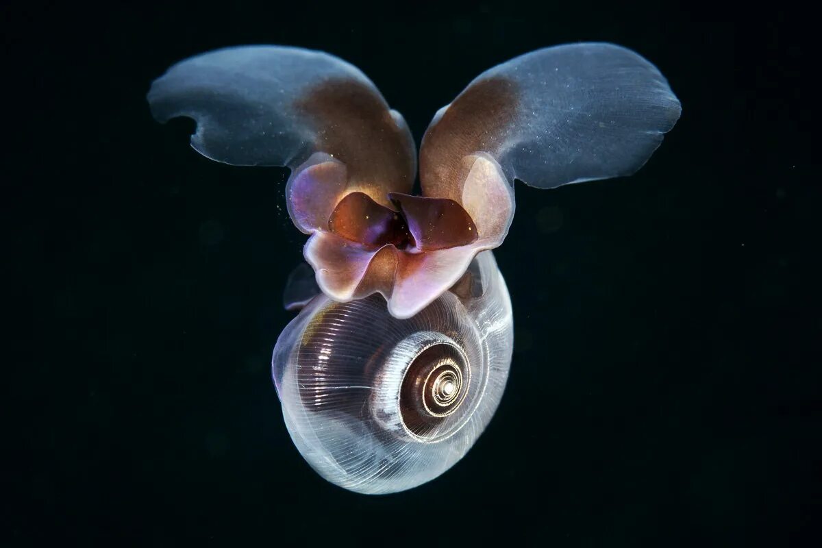 Маленькие моллюски. Крылоногие моллюски. Морской черт моллюск. Limacina моллюск. Limacina helicina.