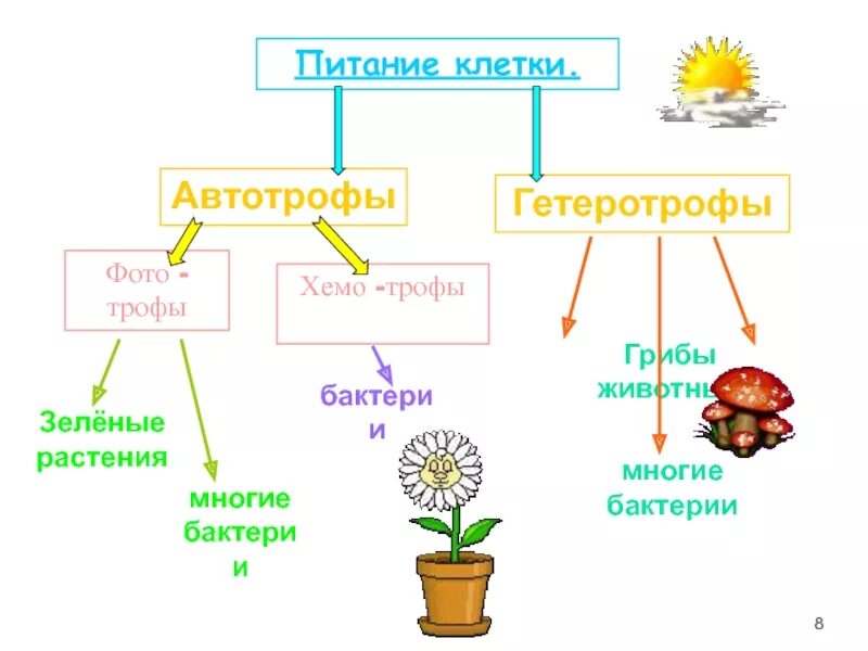 Питание клетки 5 класс автотрофы и гетеротрофы. Автотрофный и гетеротрофный Тип питания. Автотрофный Тип питания грибы. Типы питания грибов автотрофы. Питание клетки гриба