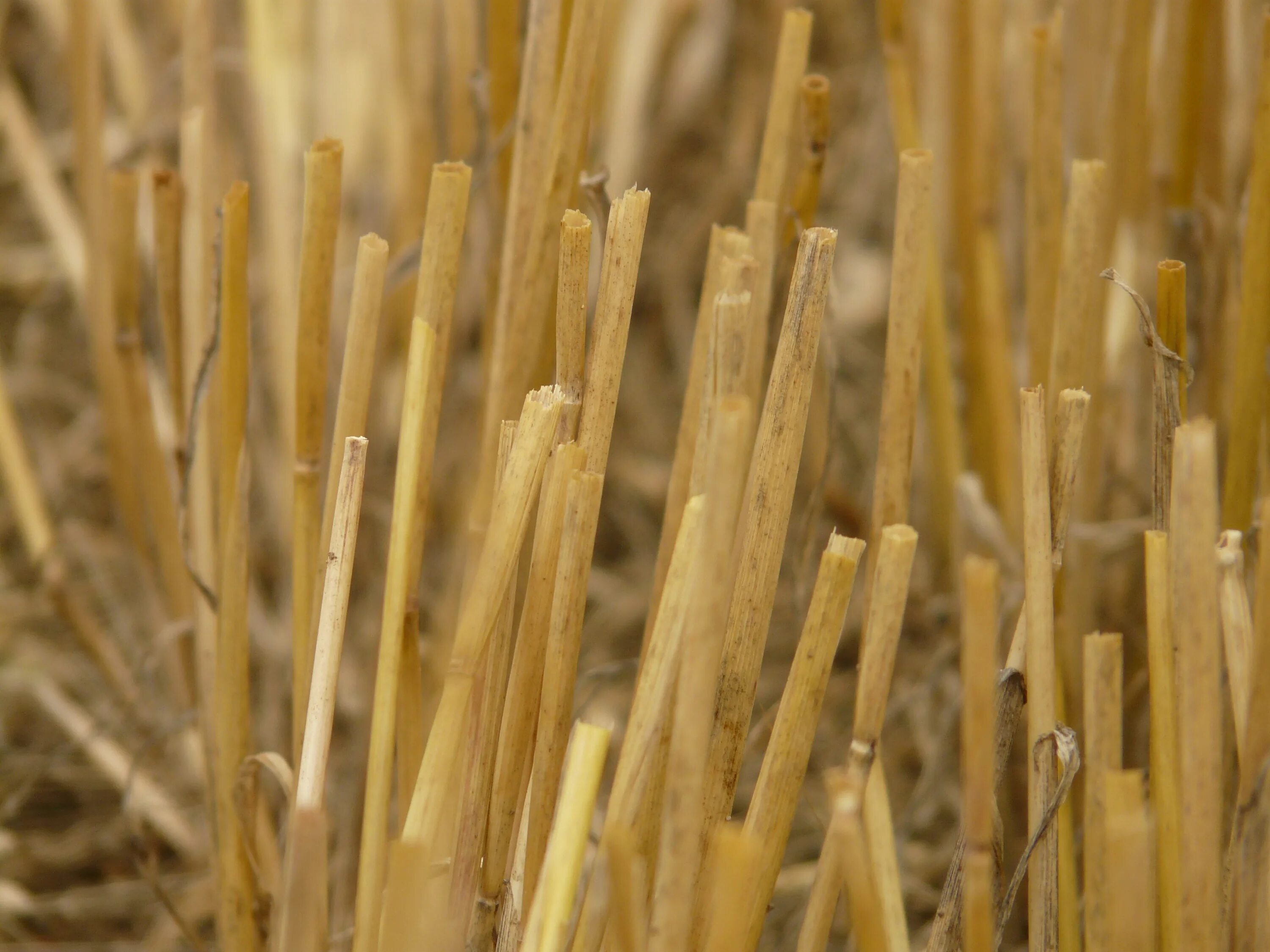 Соломенный стебель. Пучок пшеницы. Соломенные трубочки. Стерня пшеницы. Соломенный стебель.