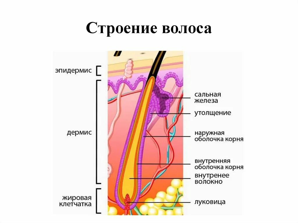 Строение кожи волосяной фолликул. Строение волоса и волосяного фолликула. Строение луковицы волоса гистология. Строение луковицы волоса человека.