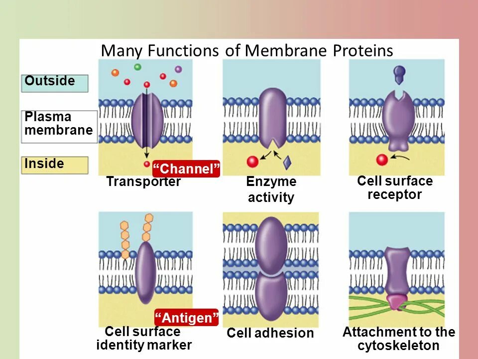 Membrane перевод. Membrane proteins. cell membrane function. plasma membrane functions. cell surface membrane.