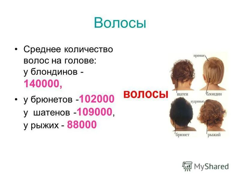 Сколько волос есть у человека. Количество волос на голове человека. Сколько волос на голове у человека в среднем. Среднее количество волос на голове.