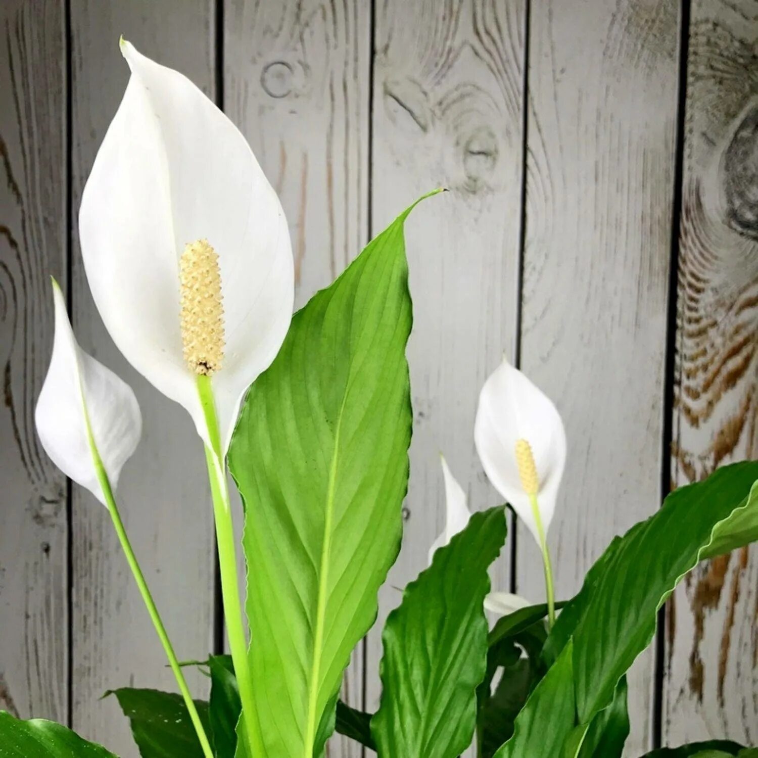 Спатифиллум обильноцветущий Spathiphyllum floribundum. Спатифиллум геликониелистный (Spathiphyllum heliconiifolium). Спатифиллум Кавалли. Качественное женское счастье