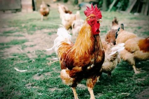 Обои с курами
