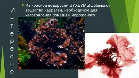 Красная водоросль биологическая группа
