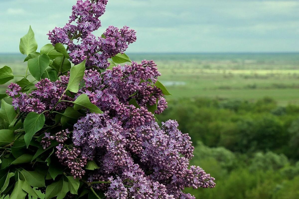 Сирень бургунди Квин. Сирень обыкновенная Кремлевские куранты. Сирень Syringa vulgaris. Весной расцветают сирени