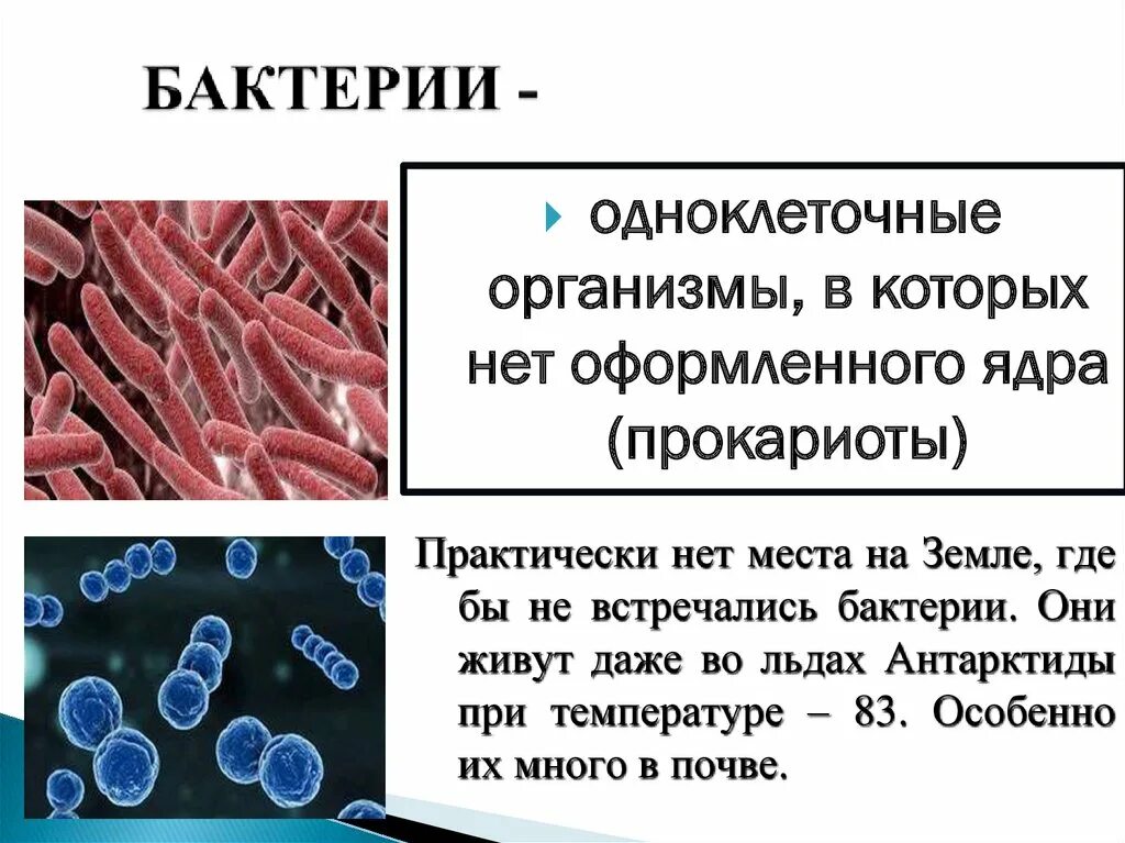 У бактерий нет оформленного ядра