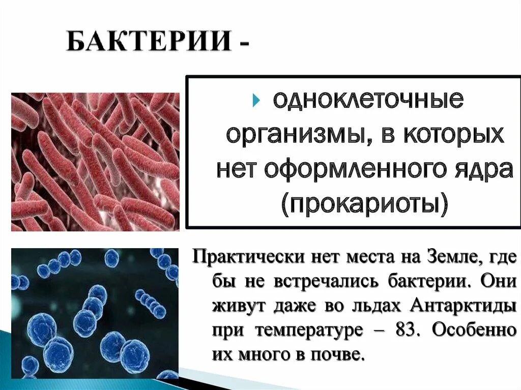 Общая характеристика бактерий 7 класс биология презентация. Бактерии это микроскопические одноклеточные. Бактерии встречаются. Бактерии микроскопические организмы. Где встречаются бактерии.