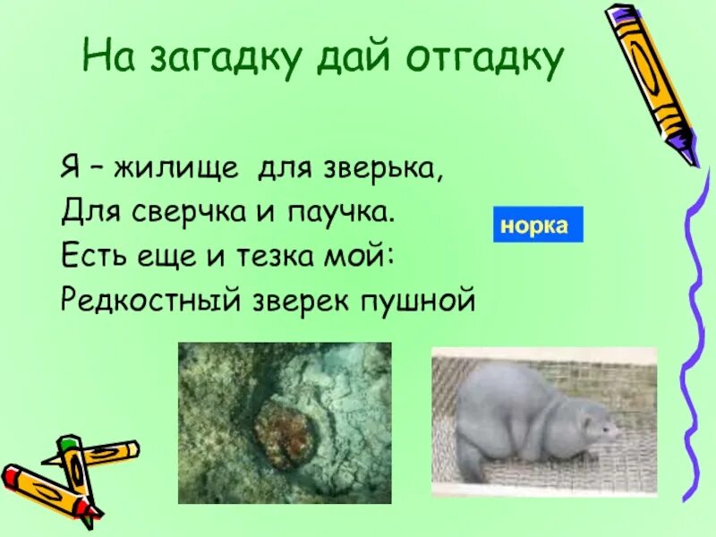 Я жилище для зверька для сверчка и паучка есть еще тезка мой. Я жилище для зверька. Норка жилище зверька. Европейская норка – mustela lutreola l. Есть еще и тезка мой редкостный зверек пушной.