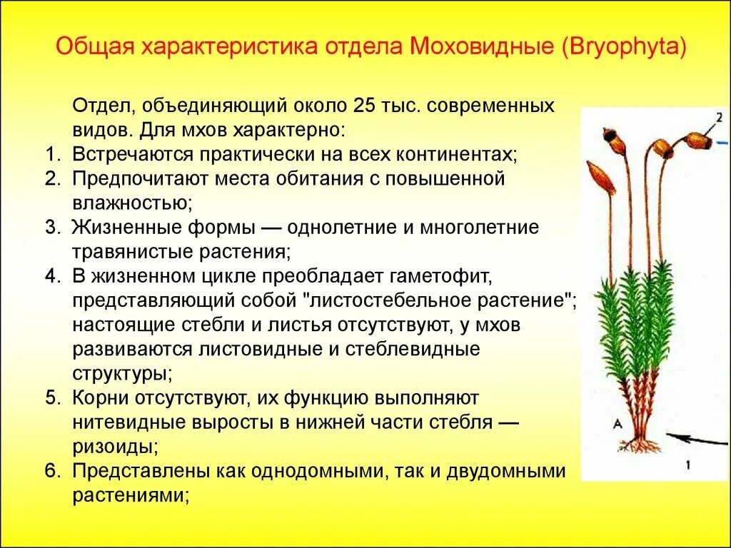 Однодольные листостебельные мхи папоротниковые бурые водоросли. Характеристика отдела Моховидные. Отдел мохообразные общая характеристика. Биология 7 тема отдел Моховидные растения. Отдел Моховидные 6 класс биология таблица.