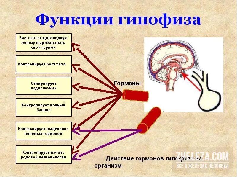 Функции гипофиза. Гормоны регулирующие функции гипофиза. строение, функционирование гипофиза. гипофиз строение гормоны и их функции. гормоны регулирующие деятельность гипофиза называются.