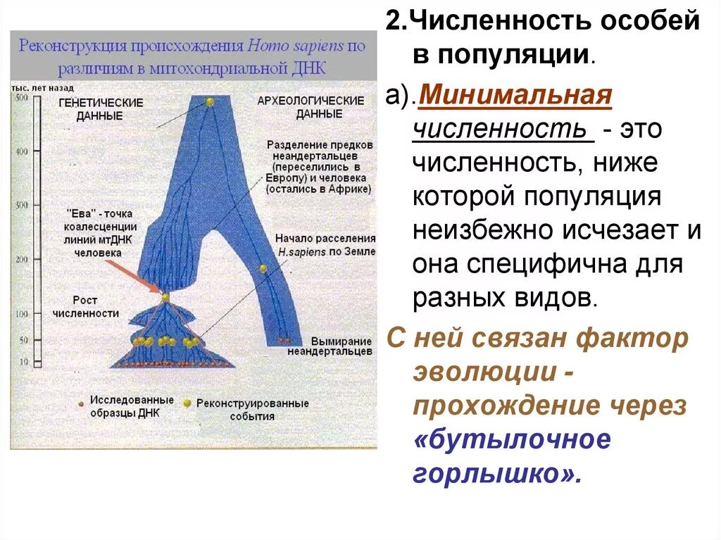 Численность особей равна. Минимальная численность популяции. Численность особей. Низкая численность популяции. Численность особей и ее динамика.