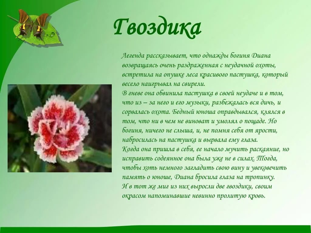 Гвоздика стих. Легенды о растениях. Легенды о цветах. Легенды и сказки о цветах. Короткие легенды о цветах.