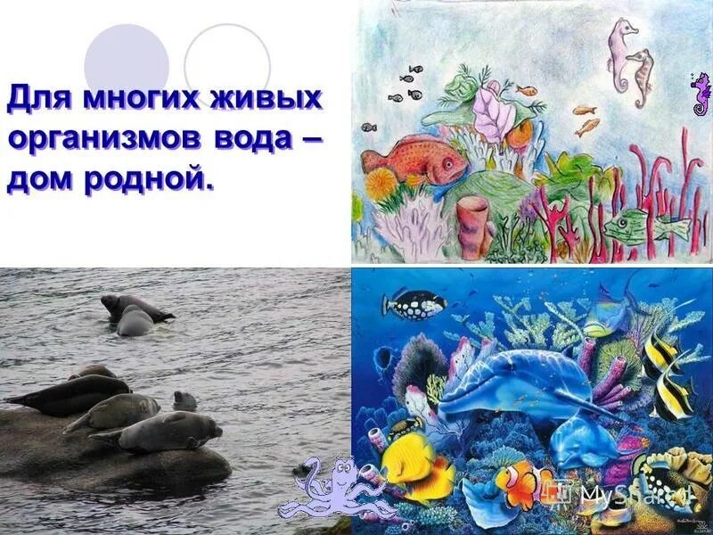 вода нужна всем. водная среда особенности среды. вода в живых организмах. вода в жизни животных. приспособленность организмов к водной среде.