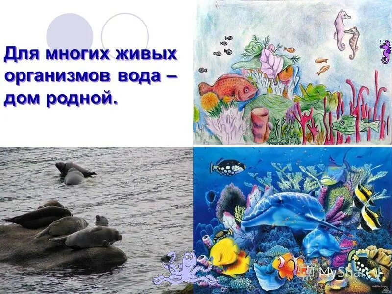 Вода природный дом для многих организмов. Вода в живых организмах. Необходимость воды для всего живого на земле. Проект вода чудо жизни.