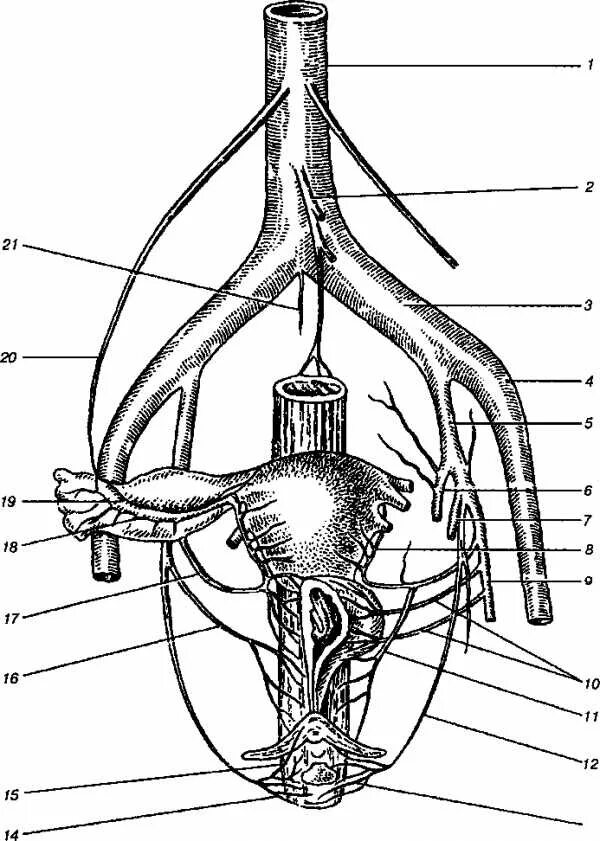 Большие внутренние половые. Женская половая система анатомия кровоснабжение иннервация. Яичниковая артерия анатомия. Топографическая анатомия яичниковая артерия. Артерии кровоснабжающие наружные половые органы.