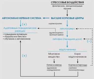 Ответ на внешнее воздействие
