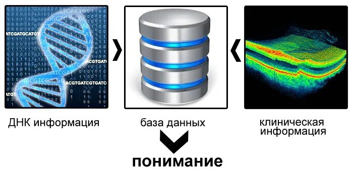 База генетики