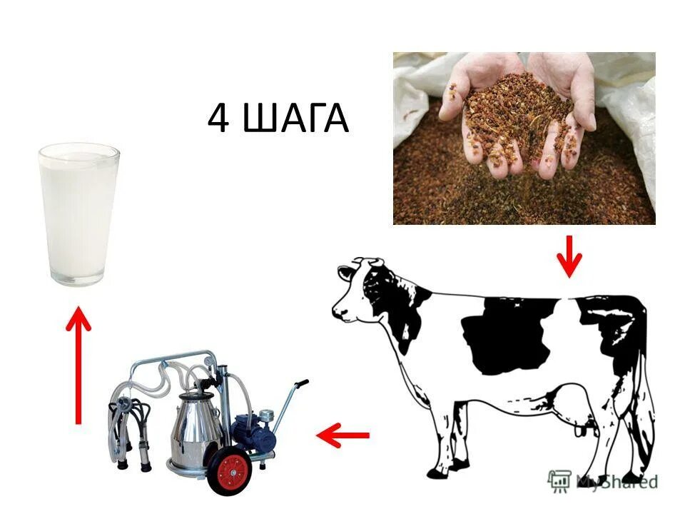 коровы постоянно дают молоко