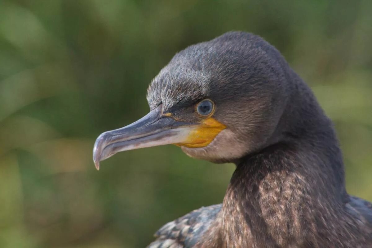 Капский Баклан. Королевский Баклан. Phalacrocorax Carbo. Утка Баклан.